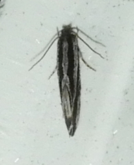 Nemapogon rileyi