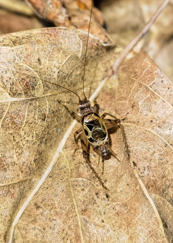 Svistella bifasciata