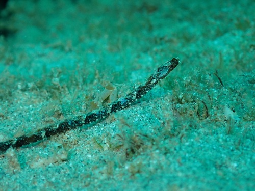 Duncker's pipefish (Halicampus dunckeri) — Syngnathidae