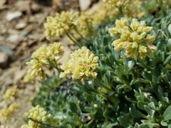Eriogonum androsaceum