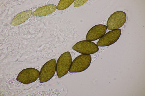 European mistletoe hyperparasitic fungus