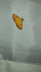 Isocentris filalis