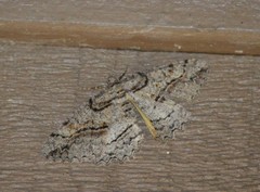 Neoalcis californiaria