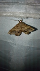 Chiasmia intermediaria