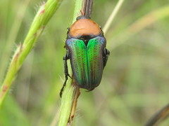Leucocelis haemorrhoidalis