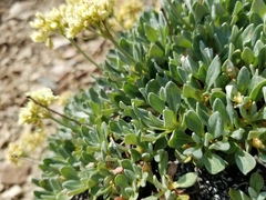 Eriogonum androsaceum