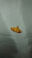 Isocentris filalis