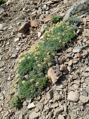 Eriogonum androsaceum