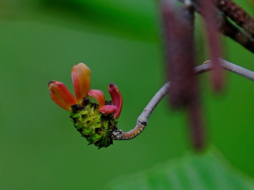 Eastern American alder tongue gall fungus