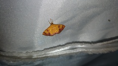 Isocentris filalis