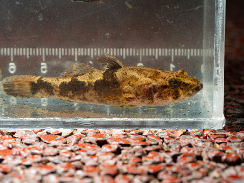 Freshwater sleeper (Odontobutis potamophila) — Odontobutidae — 4