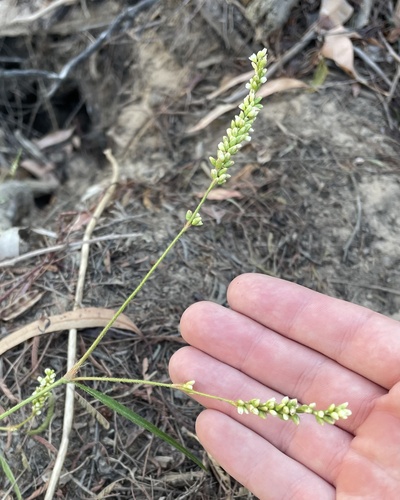 Persicaria subsessilis, photograph 4