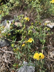 Hypericum dolabriforme