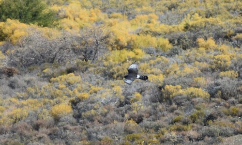 Black Harrier (Circus maurus), photo 2