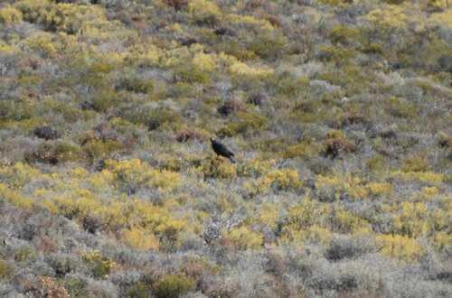 Black Harrier (Circus maurus), photo 3