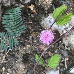 Mimosa pudica