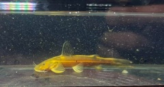 Three-Lined Catfish photo 2