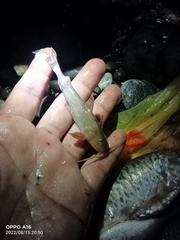 Rugimentum Torrent Catfish photo 2