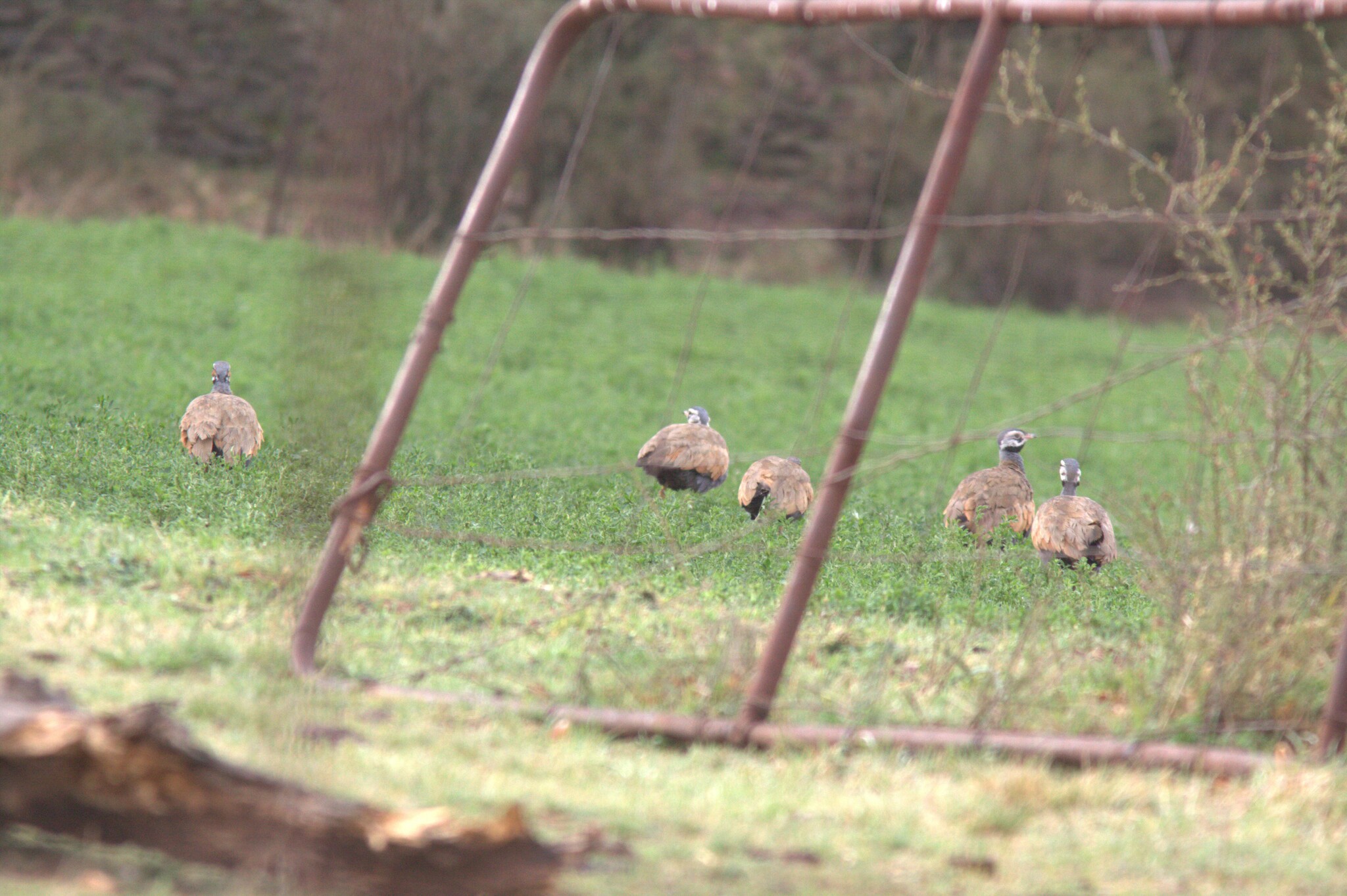 Blue Korhaan (Eupodotis caerulescens), photo 5