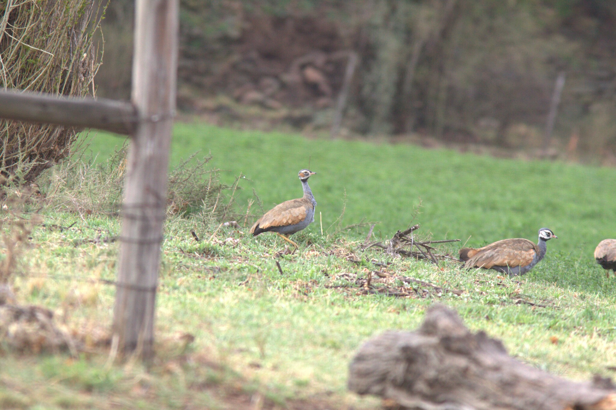 Blue Korhaan (Eupodotis caerulescens), photo 4