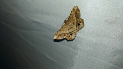 Chiasmia intermediaria