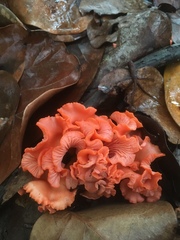 Cantharellus coccolobae
