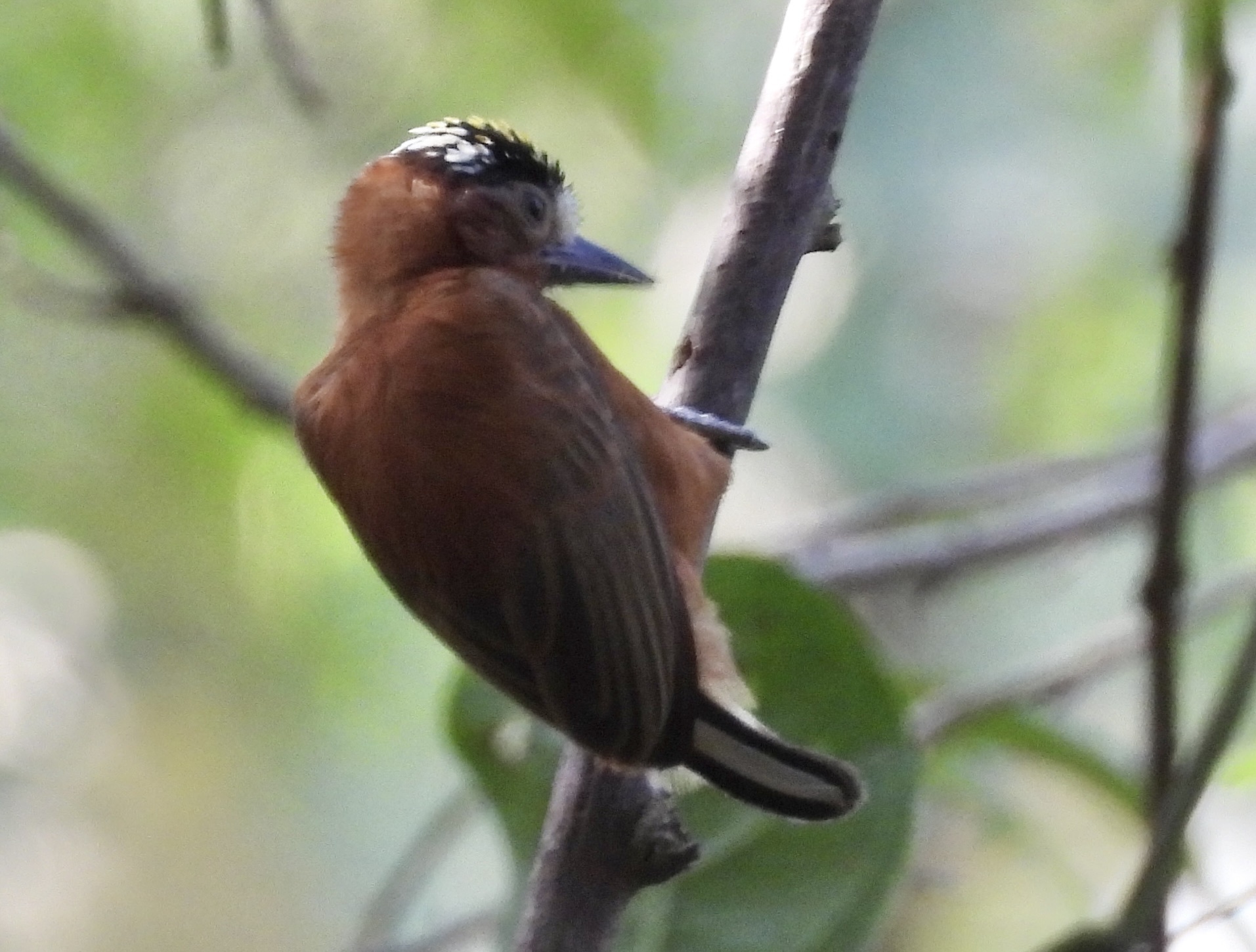 Chestnut Piculet (Picumnus cinnamomeus), photo 3