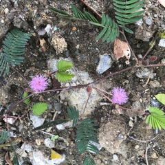 Mimosa pudica