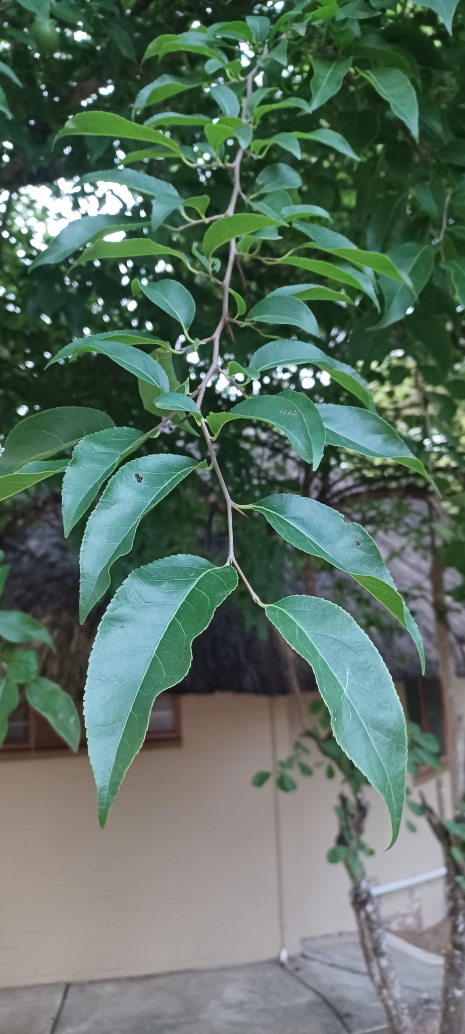 Imagem de Fruta-de-macaco