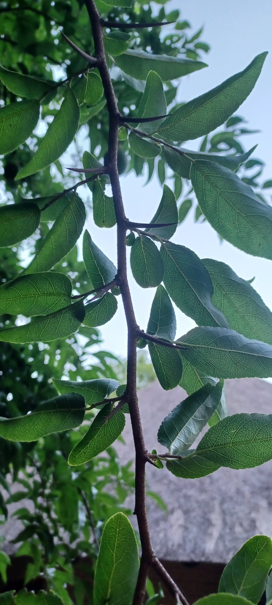 Imagem de Fruta-de-macaco