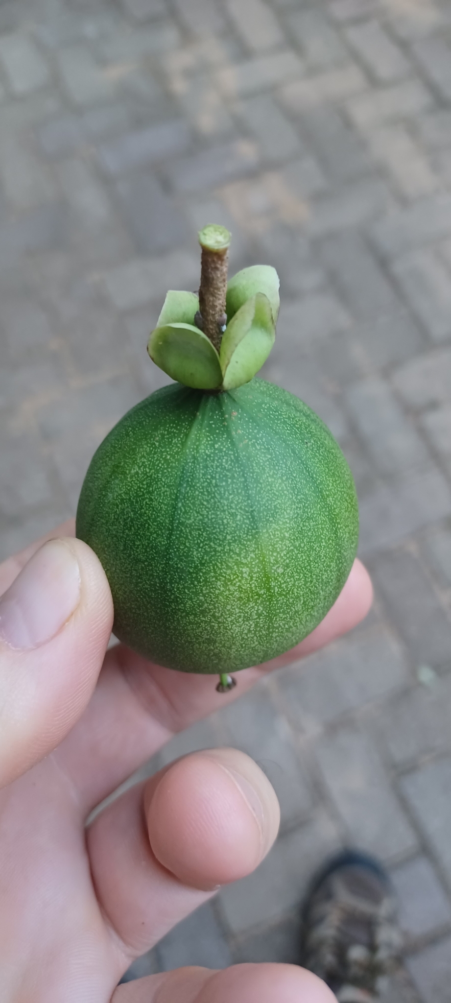 Imagem de Fruta-de-macaco
