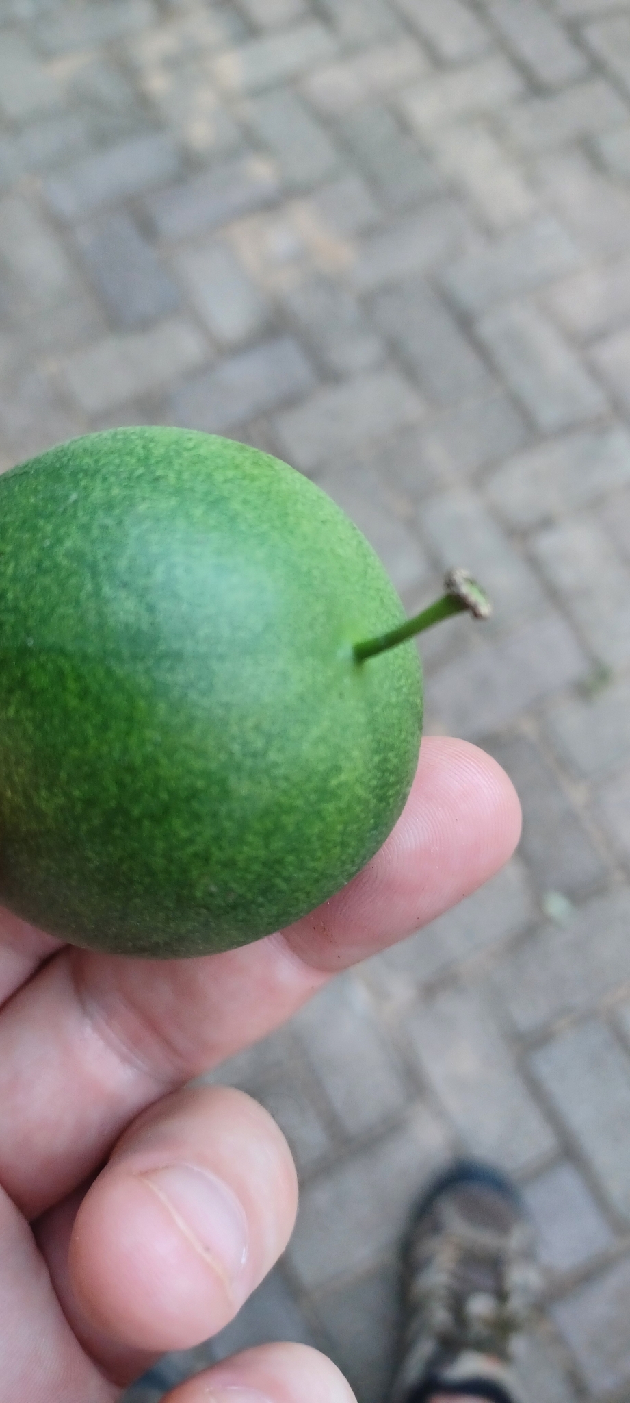 Imagem de Fruta-de-macaco