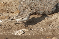 Alaudala raytal