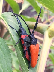 Desmocerus aureipennis