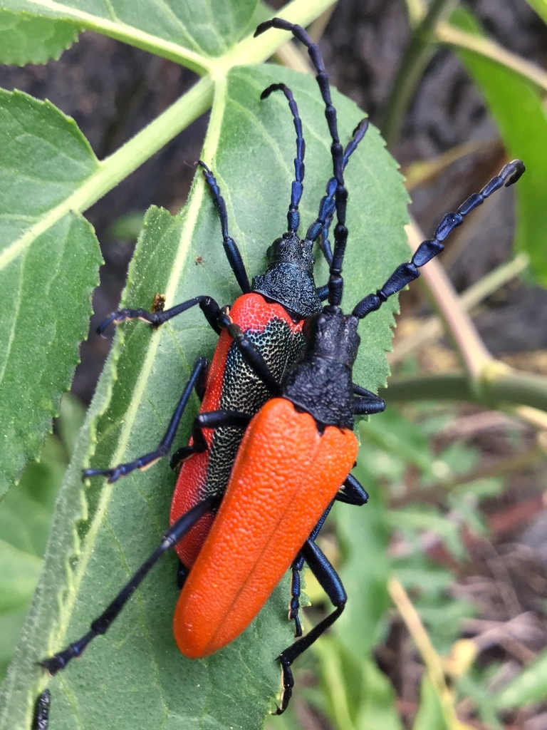 Golden-winged Elderberry Borer