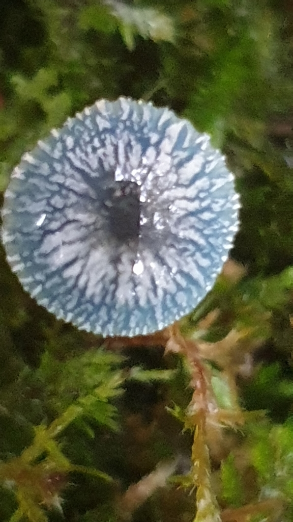 Mycena interrupta · March 2025 · photo: © andrew_thornhill (iNaturalist, cc-by)