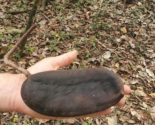 Afzelia africana, photograph 2