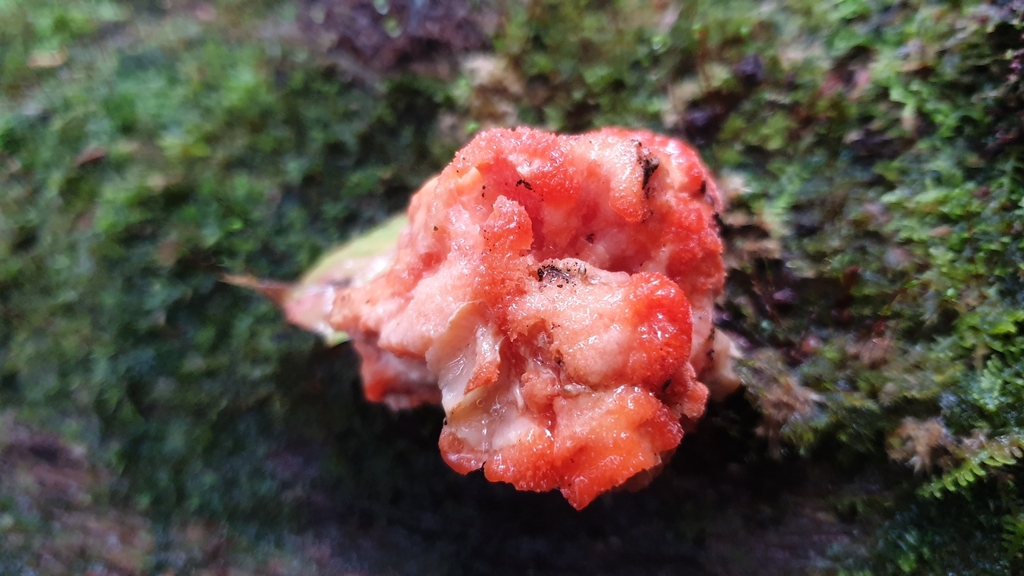 Aurantiporus pulcherrimus · March 2025 · photo: © andrew_thornhill (iNaturalist, cc-by)