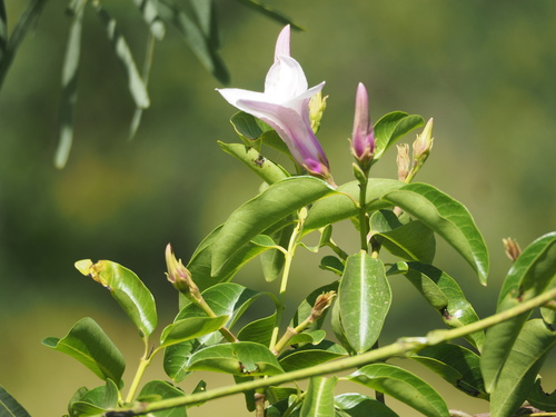 Rubber Vine