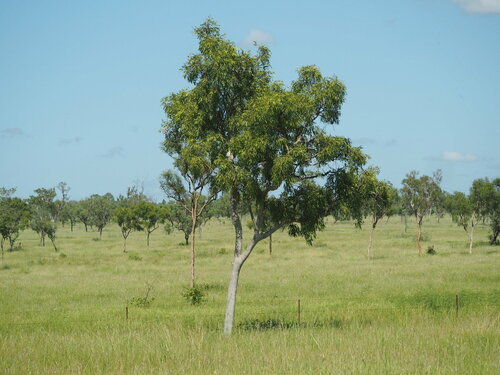 Dallachy's ghost gum