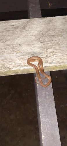 Brown Tree Snake sighting