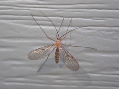 Macrocera