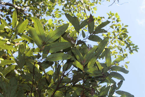 Cryptocarya longifolia observed 2025-01-07