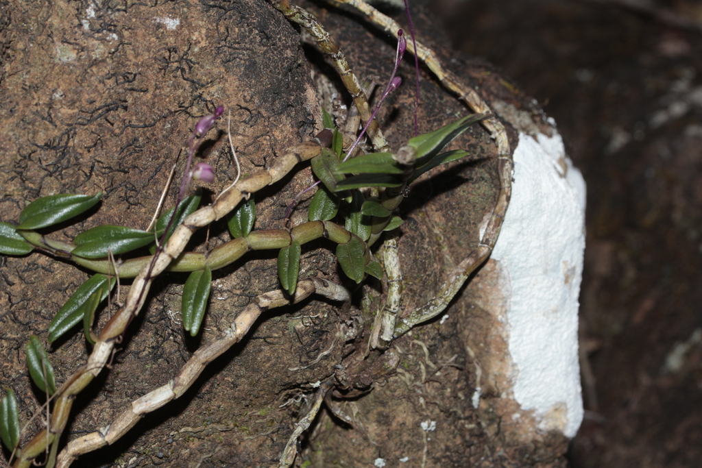 Dendrobium veillonii M.Pignal