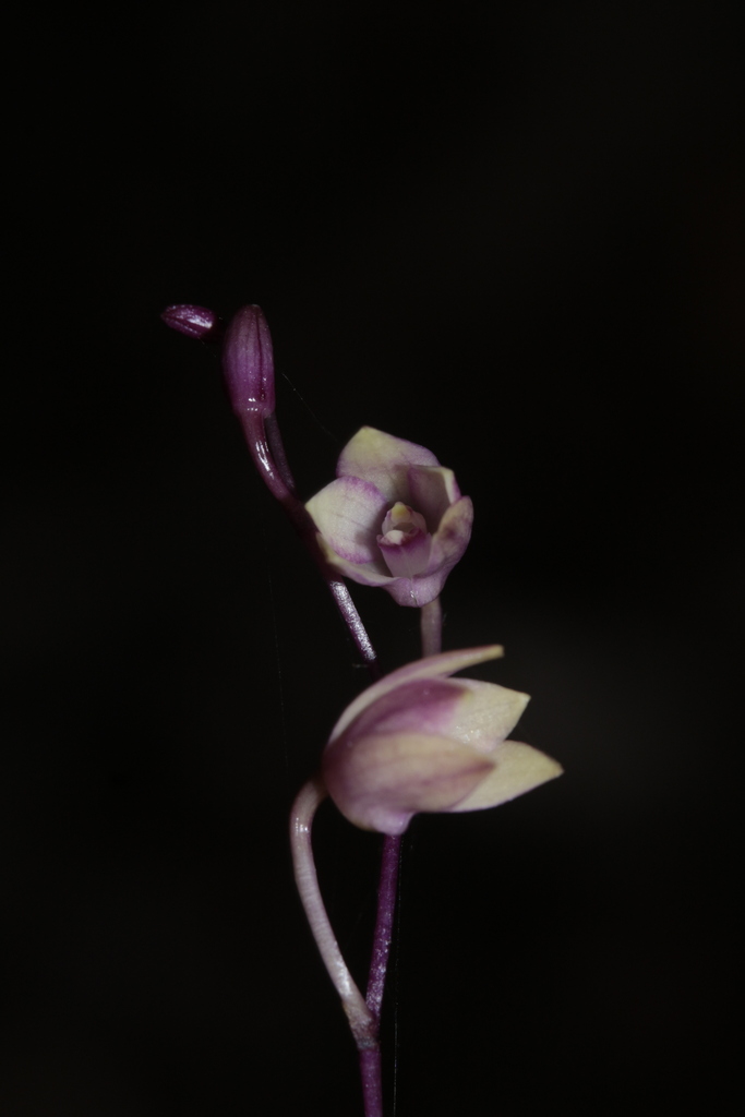 Dendrobium veillonii M.Pignal 3