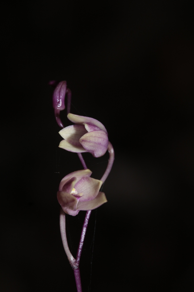 Dendrobium veillonii M.Pignal 4