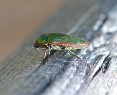 Buprestis