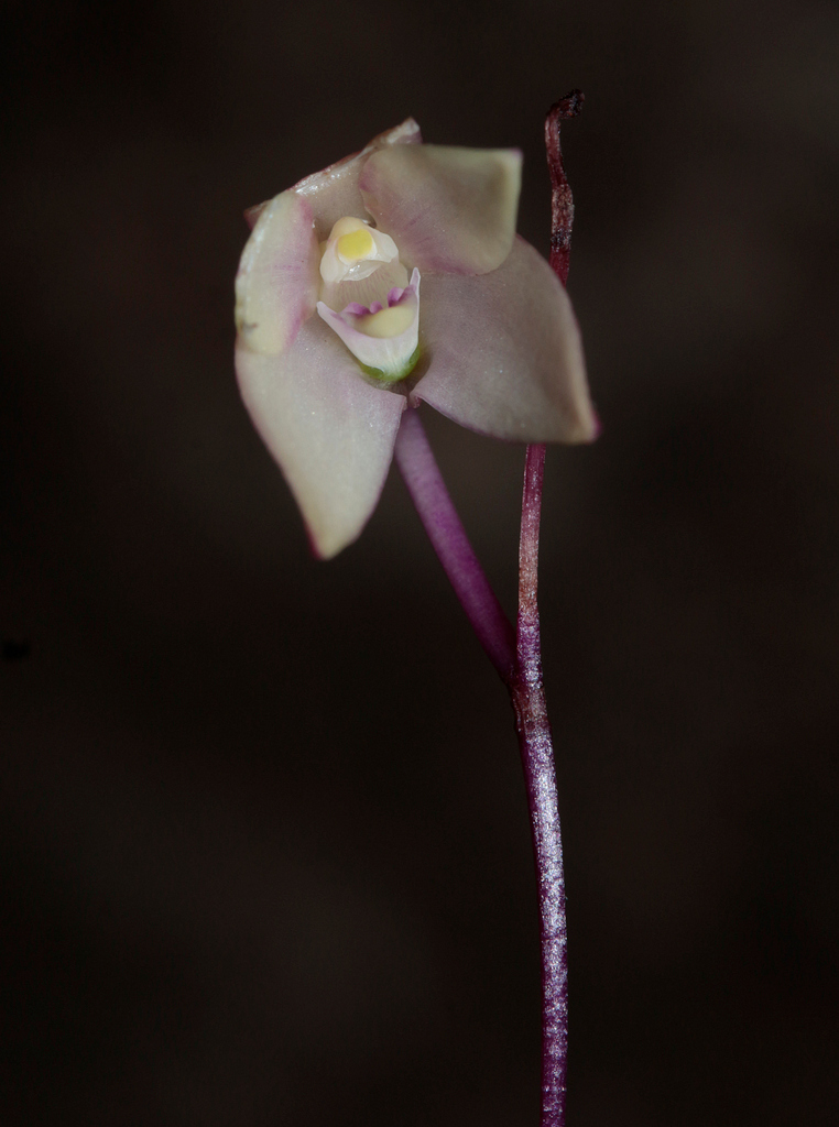Dendrobium veillonii M.Pignal 2