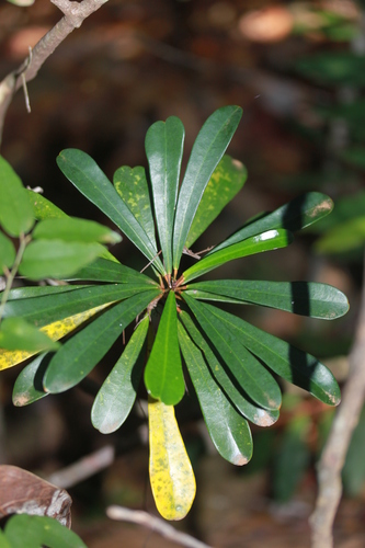 Codiaeum oligogynum observed 2024-12-18