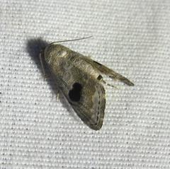 Abablemma duomaculata